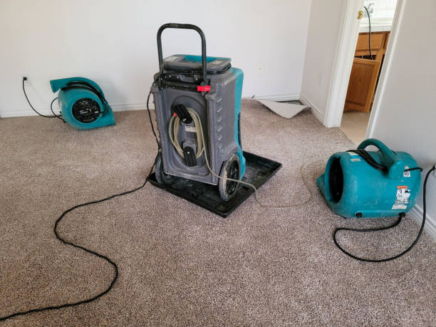 Best Mold removal after water damage  in Macdonnell Heights, NY