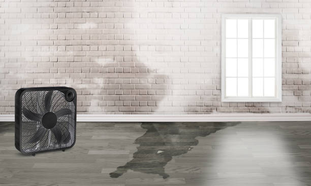 Best Water damage restoration experts  in Macdonnell Heights, NY
